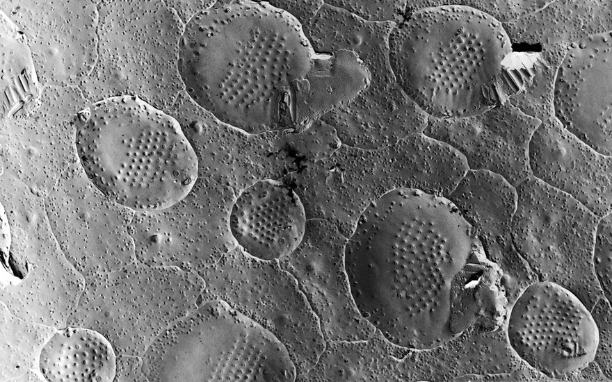 SEM z'fish neuromast organ,hair insertion pt