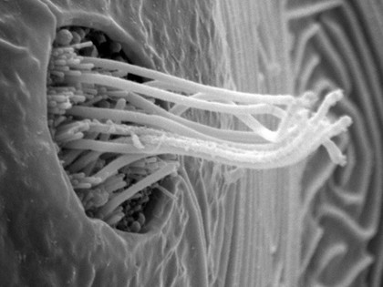 Fish neuromast organ, close-up