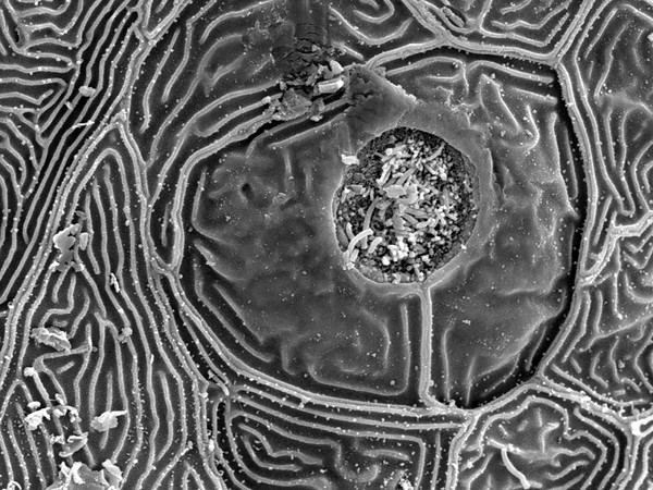 Fish neuromast organ, close-up