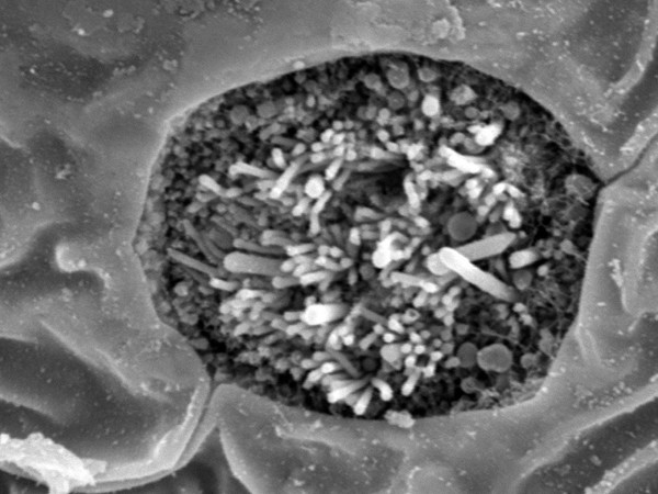 Fish neuromast organ, close-up