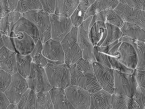 view Fish neuromast organs in lateral line system