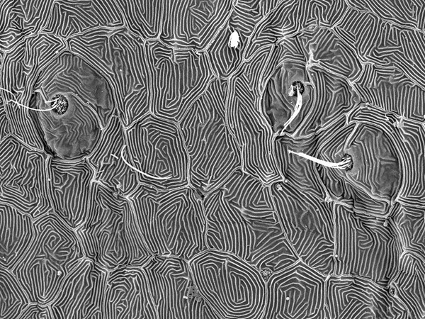 Fish neuromast organs in lateral line system