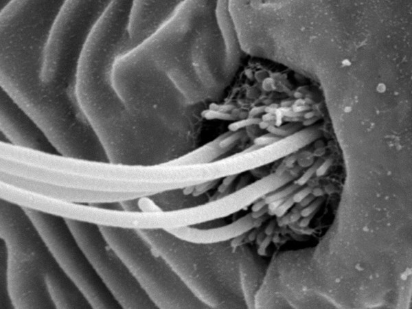 Fish neuromast organ, close-up