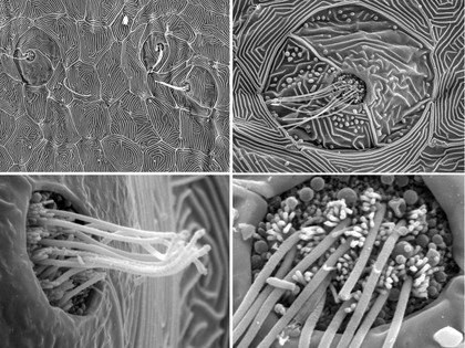 Fish neuromast organ, composite of 4 images