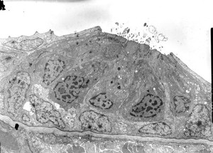 view TEM Neuromast organ of lateral line