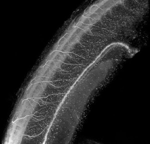 view Zebrafish neural tube, rotating