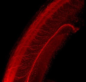 view Neural tube of zebrafish embryo, red, movie