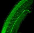 view Neural tube of zebrafish embryo, green, movi