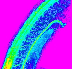 view Neural tube of zebrafish embryo, movie,color