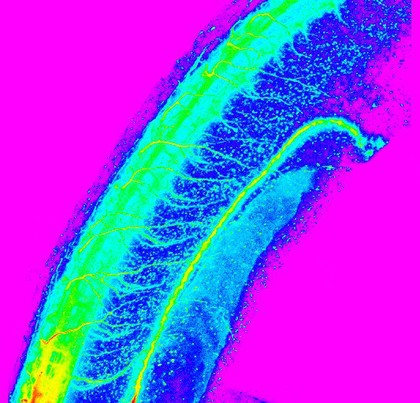 Neural tube of zebrafish embryo, movie,color