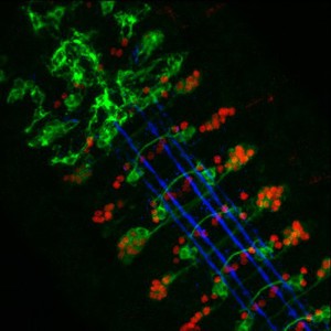 view Axons in developing embryo, confocal image