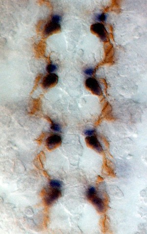 view Interneurons in developing embryo