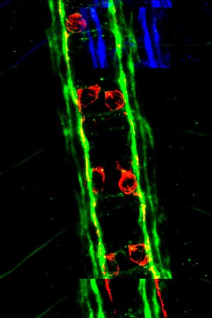 view Pioneering neurons in embryo, confocal image