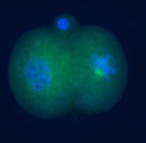 view Location of cyclin in 2-cell human embryo