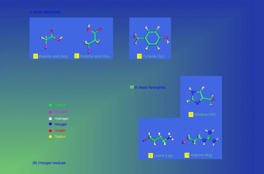 Amino acids - charged residues, mol. models