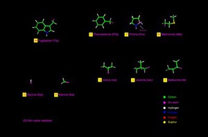 view Amino acids - non-polar residues,mol. models