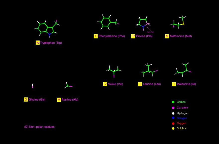 Amino acids - non-polar residues,mol. models