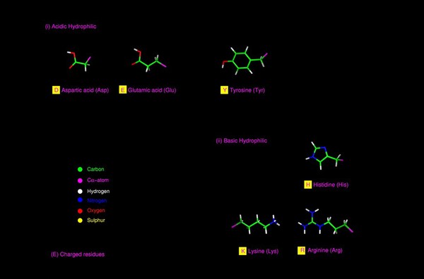 Amino acids - charged residues, mol. models