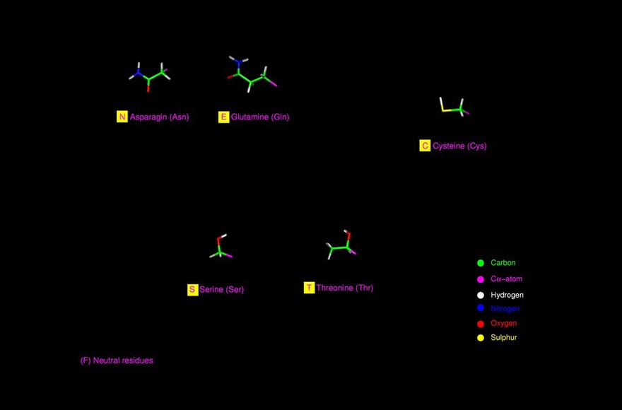 Amino acids - neutral residues, mol. models