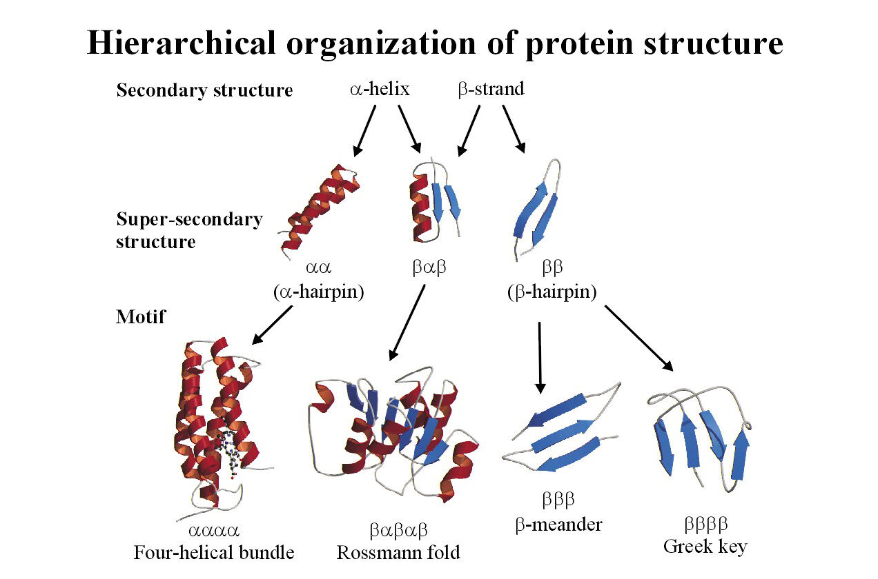Hierarchical organizatn of protein structur wellcome collection