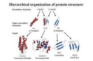 view Hierarchical organizatn. of protein structur