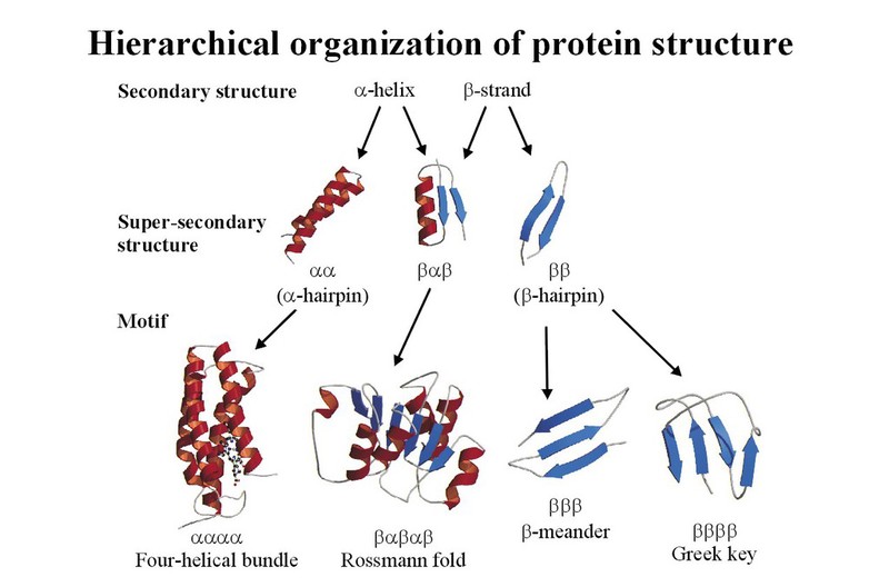 Super secondary structure clearance of protein