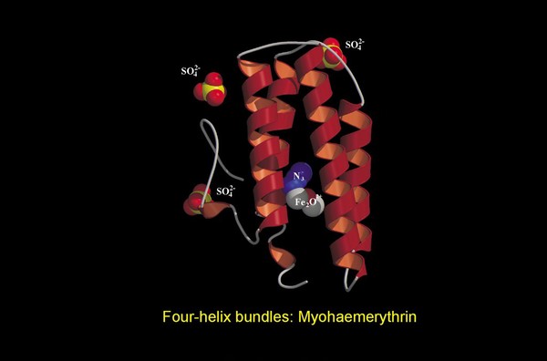 Four-helix bundles, myohaemerythrin