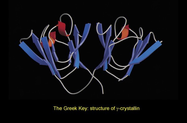 Greek Key, g-crystallin, molecular model