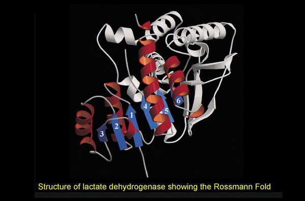 Rossmann fold, lactate dehydrogenase