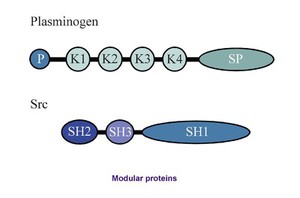 view Modular proteins - plasminogen,mol.model