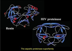 view Aspartic proteinase superfamily,mol.models