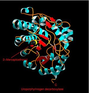 view Uroporphyrinogen decarboxylase, mol. model