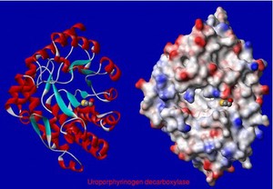 view Uroporphyrinogen decarboxylase, mol. model