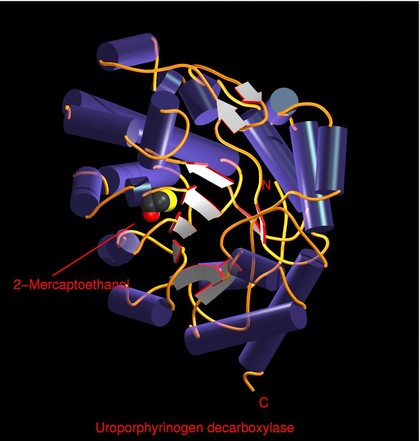 Uroporphyrinogen decarboxylase, mol. model
