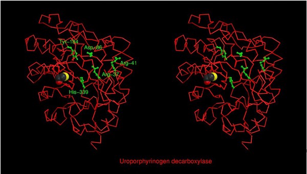 Uroporphyrinogen decarboxylase, mol. model