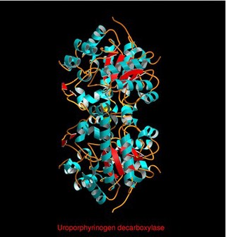 Uroporphyrinogen decarboxylase, mol. model