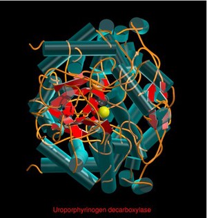 view Uroporphyrinogen decarboxylase, mol. model