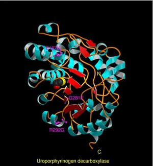 view Uroporphyrinogen decarboxylase, mol. model