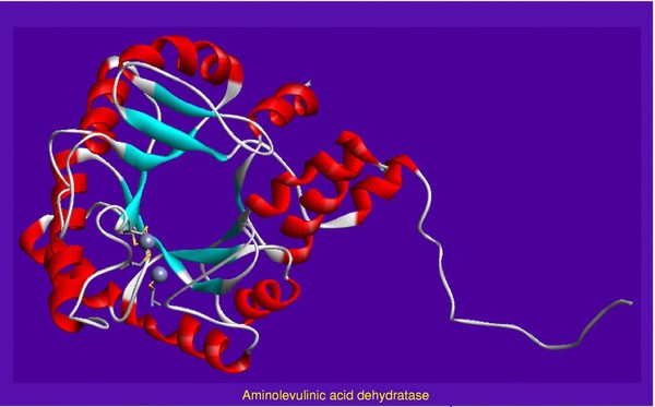 Aminolevulinic acid dehydratase