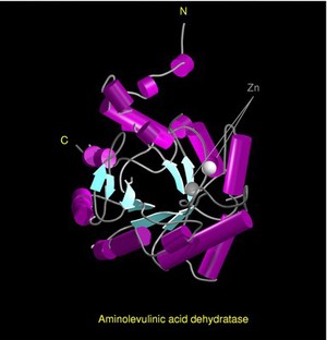 view Aminolevulinic acid dehydratase