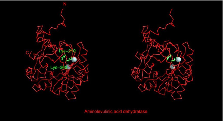 Aminolevulinic acid dehydratase