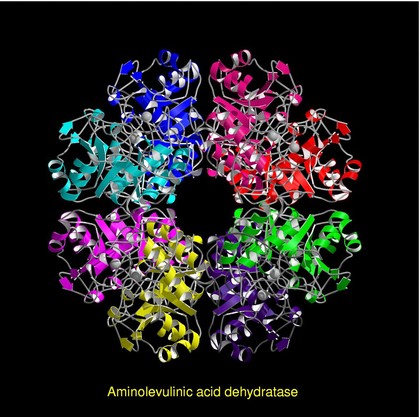 Aminolevulinic acid dehydratase