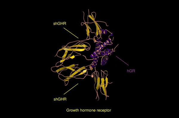 Mol.model of growth hormone receptor