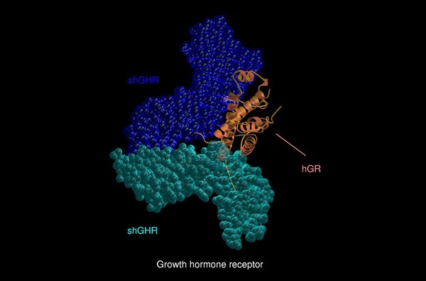 Mol.model of growth hormone receptor