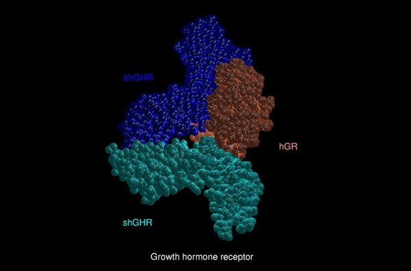 Mol.model of growth hormone receptor