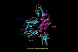 view Mol.model of growth hormone receptor