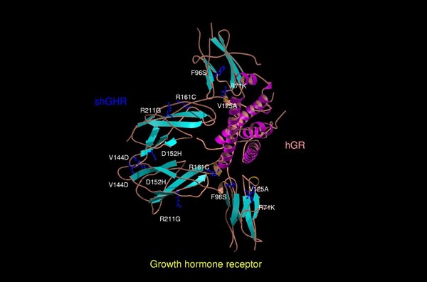 Mol.model of growth hormone receptor