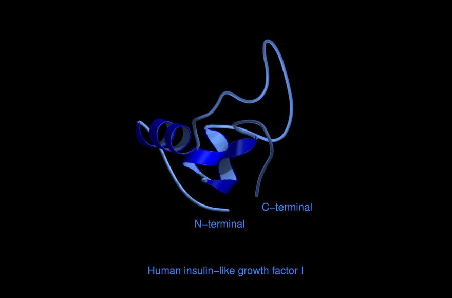 Human insulin-like growth factor 1,mol.model