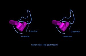 view Human insulin-like growth factor 1,mol.model