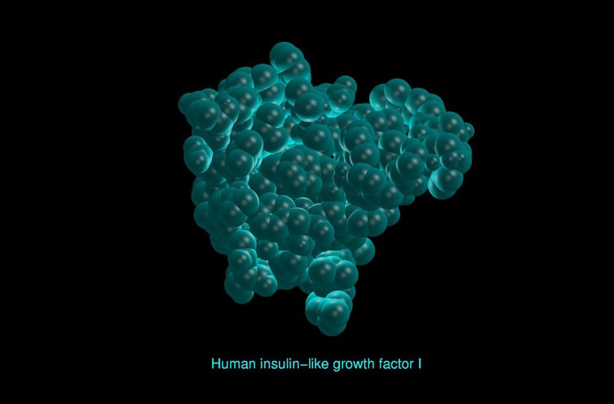 Human insulin-like growth factor 1,mol.model